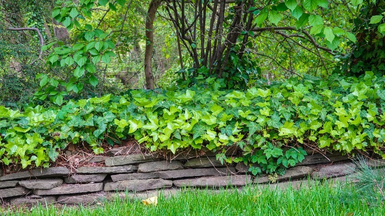 A section of stacked flagstones between a lawn and woods