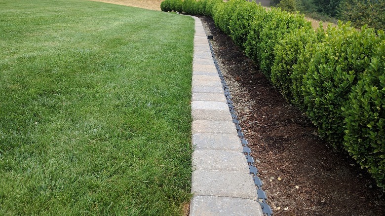 A row of flat natural stone paver used as edging for shrubs.