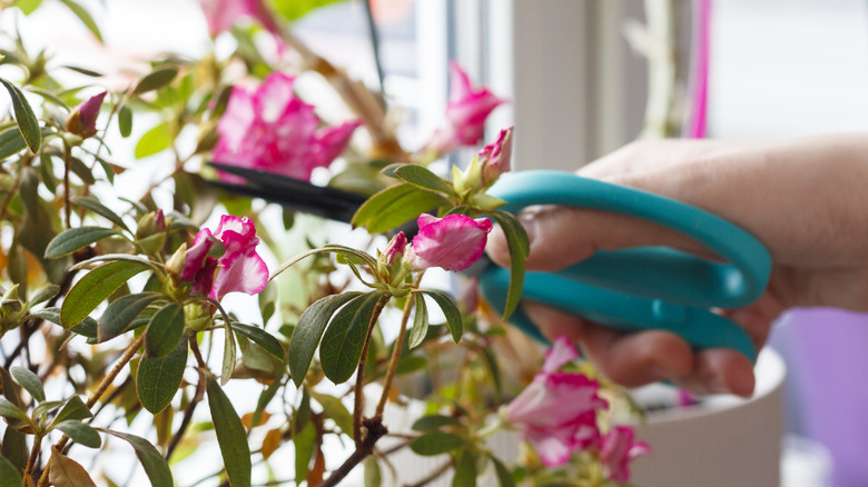 Someone trimming pink azalea shrub 