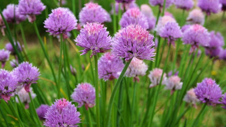 Purple chive flowers