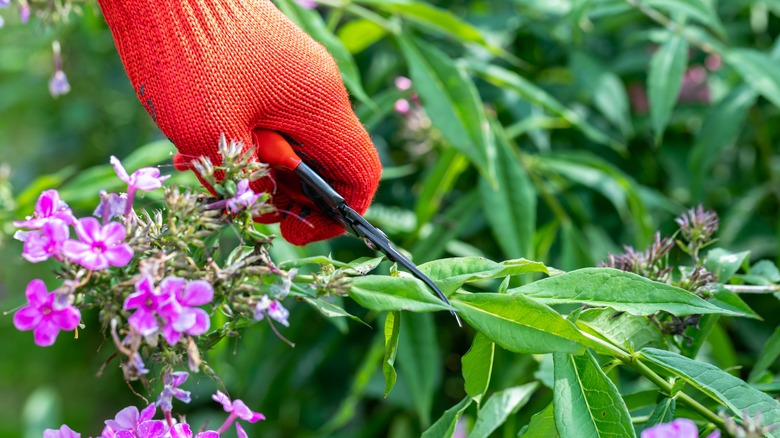 Pruning pink phlox plant