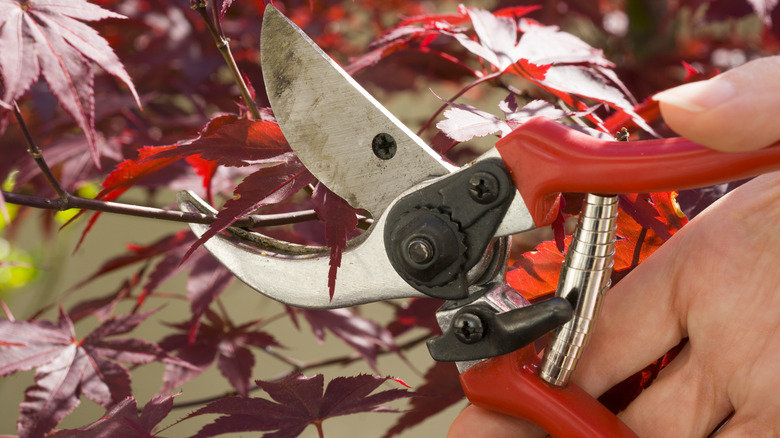 Shearing Japanese maple branches