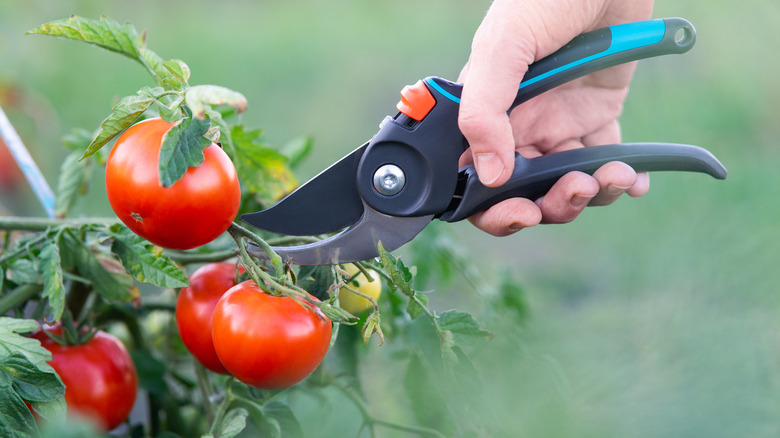 Trimming tomato plant