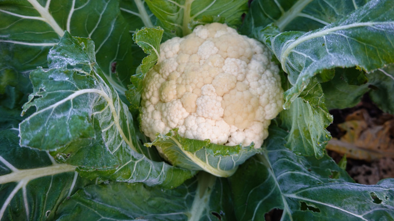 A healthy head of cauliflower in the center of its leaves in the garden.