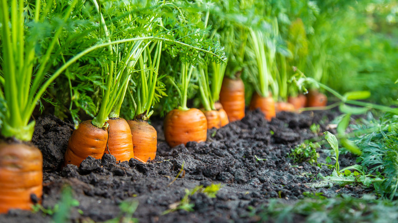 A row where carrot tops are growing in garden.