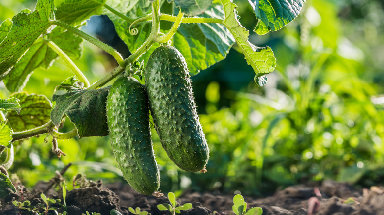 A pair of cucumbers hang on a vine in the garden.