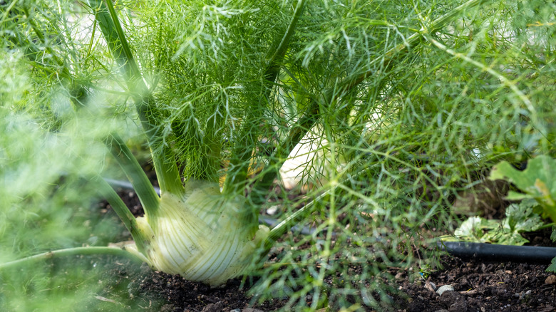 A healthy fennel plant grows in an irrigated garden bed.