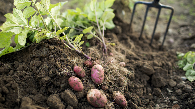 Red potatoes still connected to their leaves are dug up in a garden.