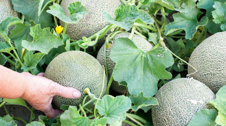 A patch of green melons lay in their vines in the garden.