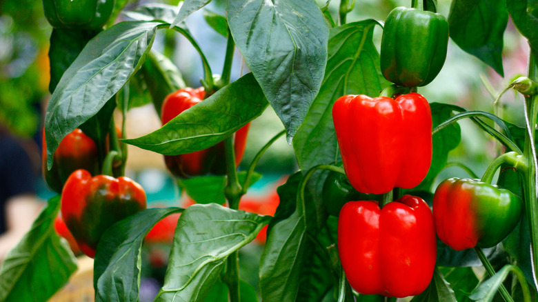 Red and green bell peppers hanging in a garden