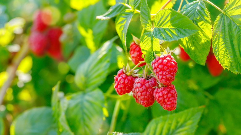 Red raspberries hang in a cluster in a garden.