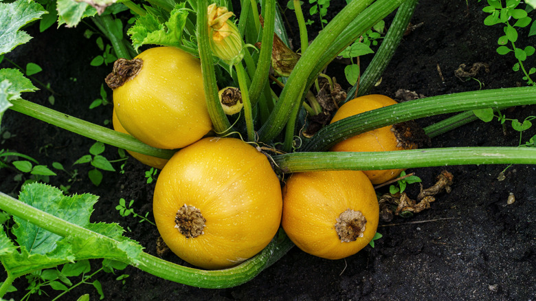 Hefty, yellow squash grow in a cluster at the base of a plant in the garden.