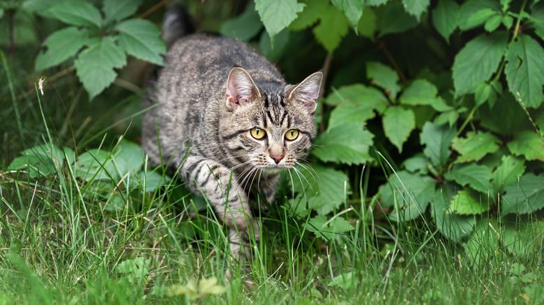 Cat hunting in grass
