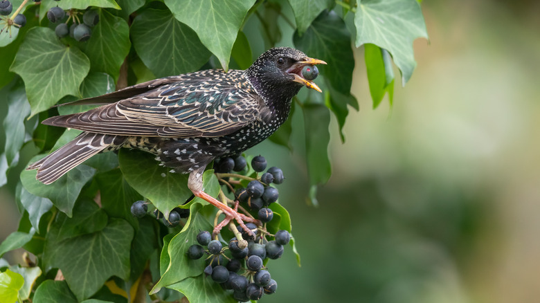 Bird eating a berry