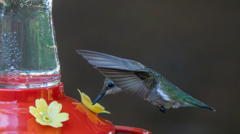 hummingbird drinking from feeder