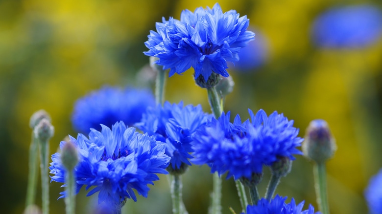 blue cornflower plants