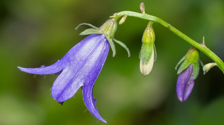 creeping bellflower plant