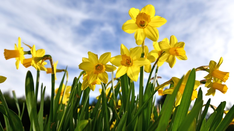 daffodils in a sunny garden