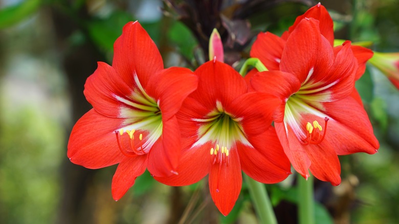 blooming amaryllis flowers