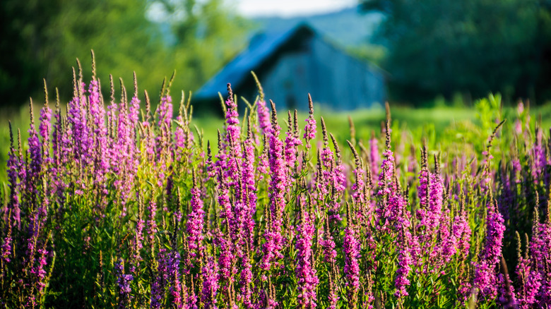 purple loosestrife in front of house