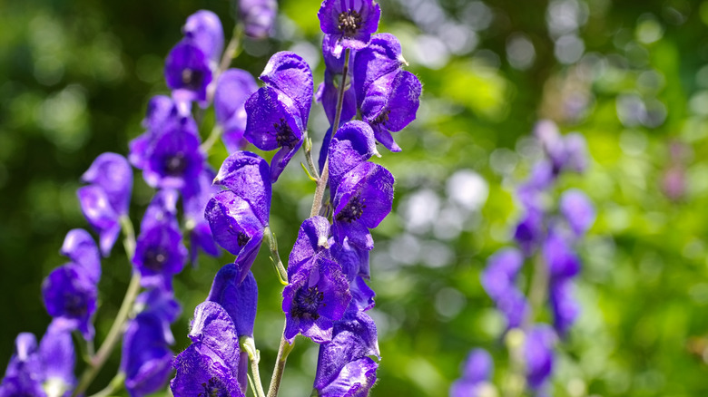 monkshood plant with flowers