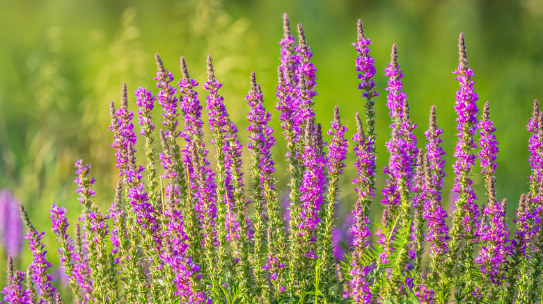 purple loosestrife plants