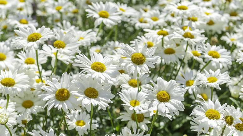 several ox-eye daisies