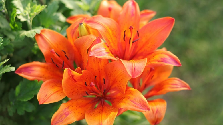 tiger lily flowers