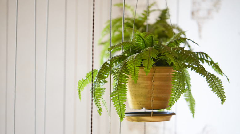 boston fern in hanging basket