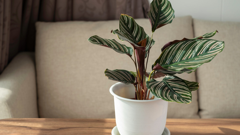 calathea in white pot