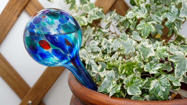 english ivy with watering globe