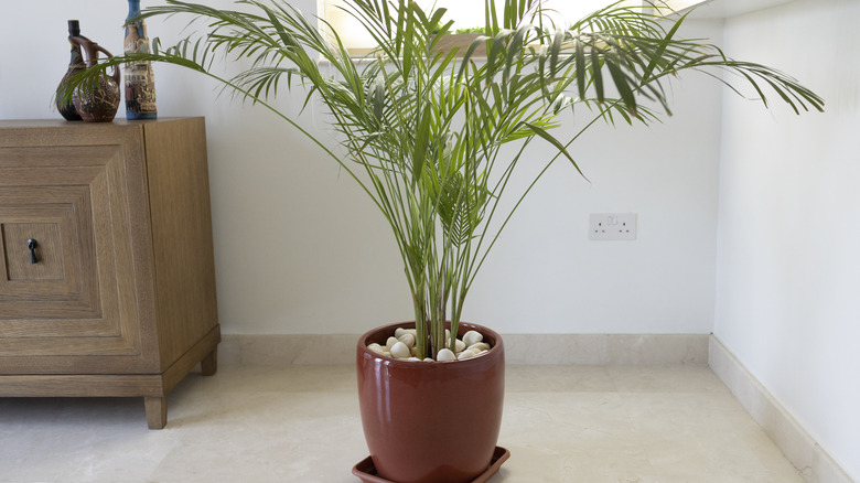 potted palm in living room