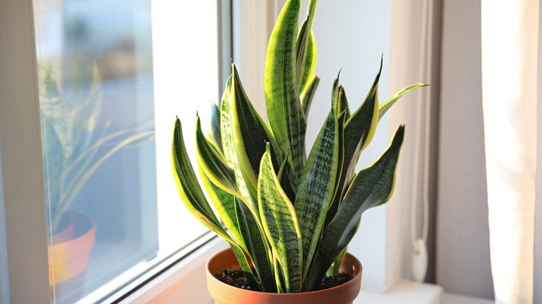 potted snake plant near window