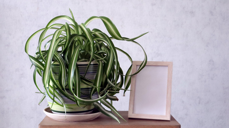 potted spider plant on table