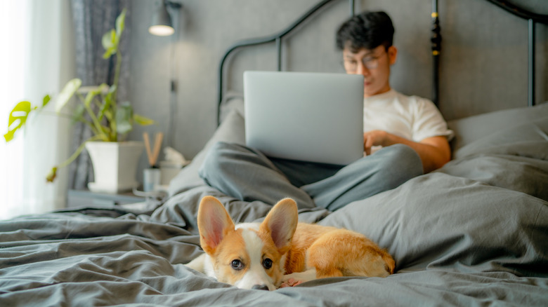 Man working in bed and dog