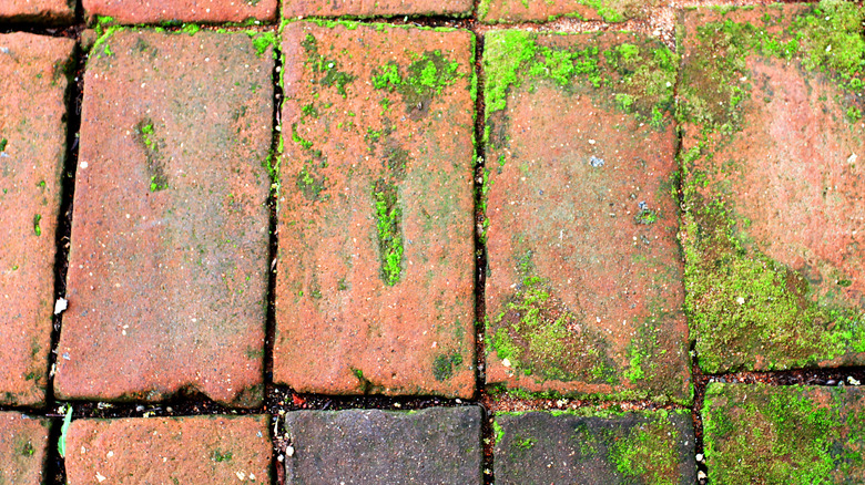 patio bricks with algae