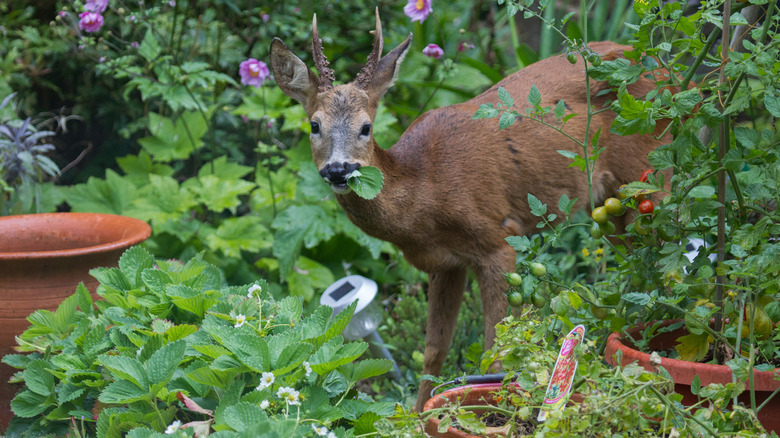 deer in garden