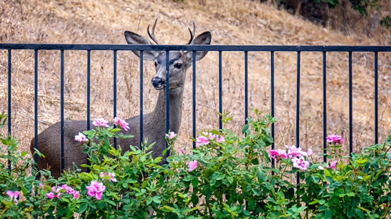 deer looking at garden through fence