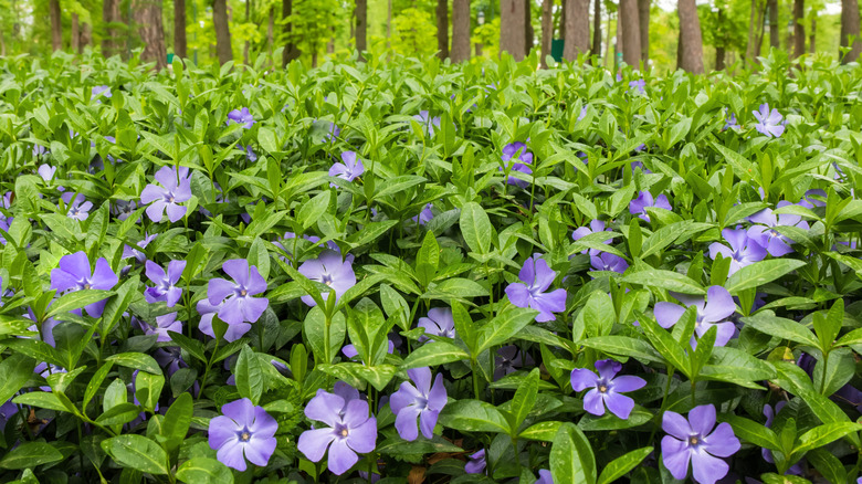 purple vincas in garden