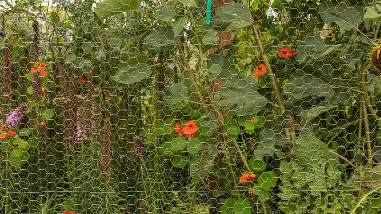 flowers behind wire fence