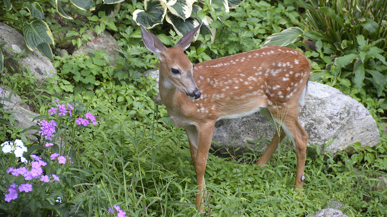 deer eating flowers