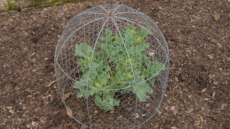 wire cage around plant in garden