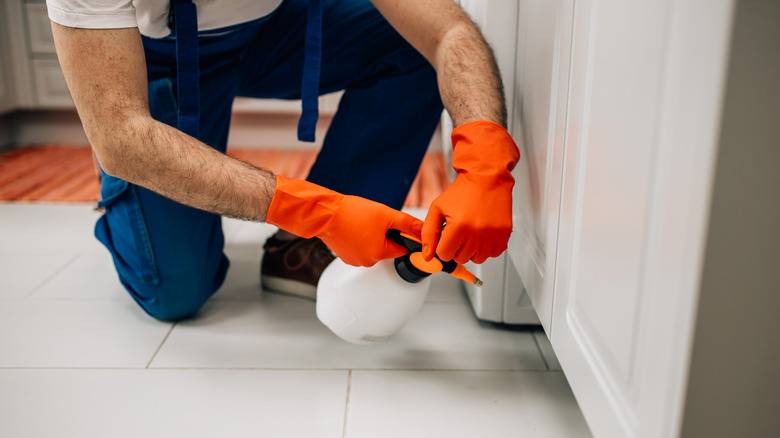 spraying insecticide under cabinets