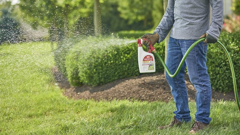 Man spraying ortho insect killer on lawn