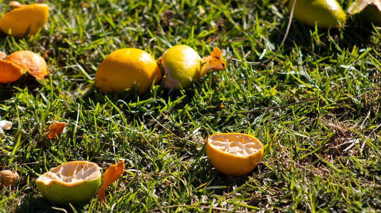 Citrus peels on grass ground