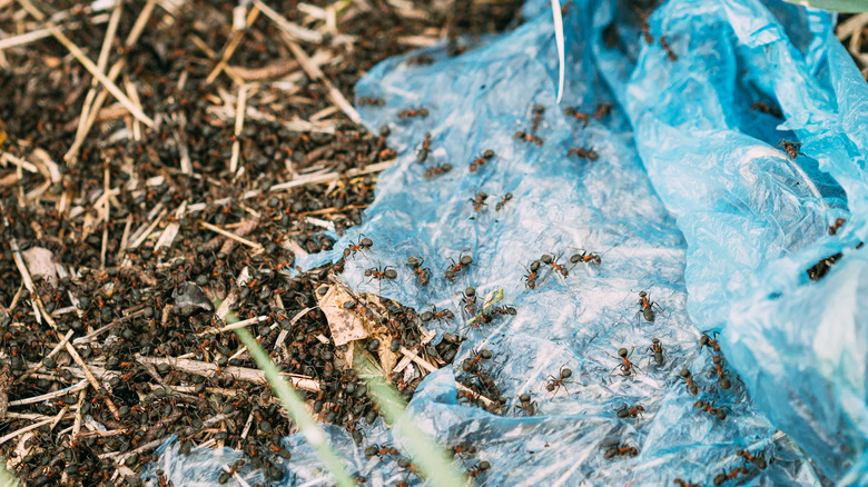 Trash bag on anthill