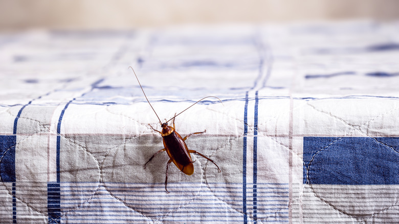 cockroach on bedding