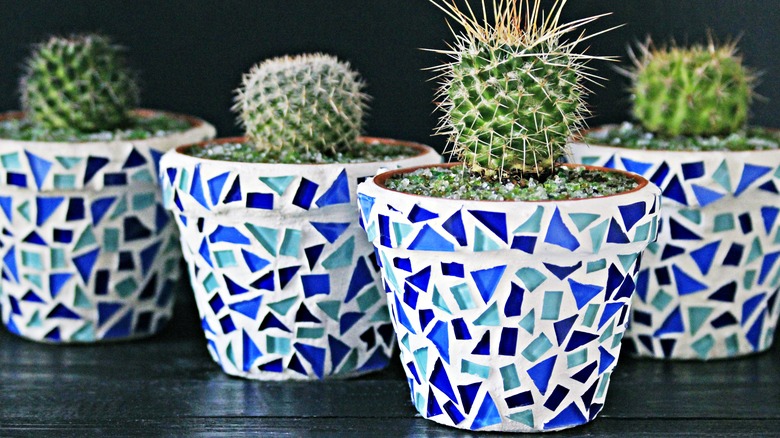 Multiple cacti in pots with mosaic tile design