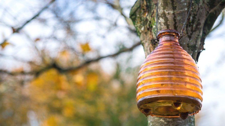 glass bee trap hanging from tree