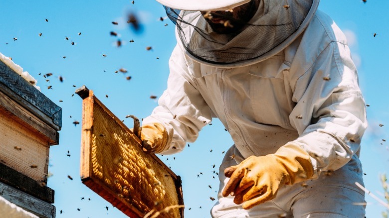 Beekeeper removing bees from box